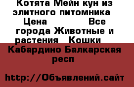 Котята Мейн-кун из элитного питомника › Цена ­ 20 000 - Все города Животные и растения » Кошки   . Кабардино-Балкарская респ.